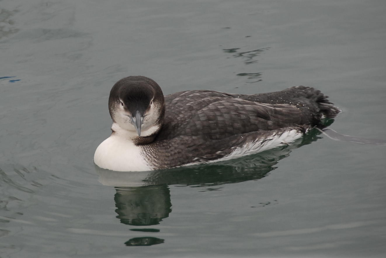 Picture of a loon on the water